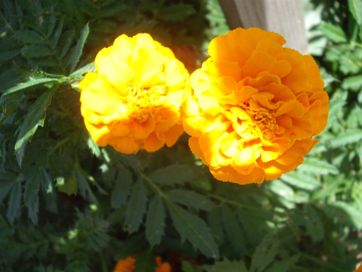 DSCF4151.JPG