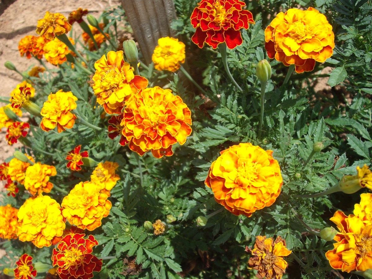 DSCF4153.JPG
