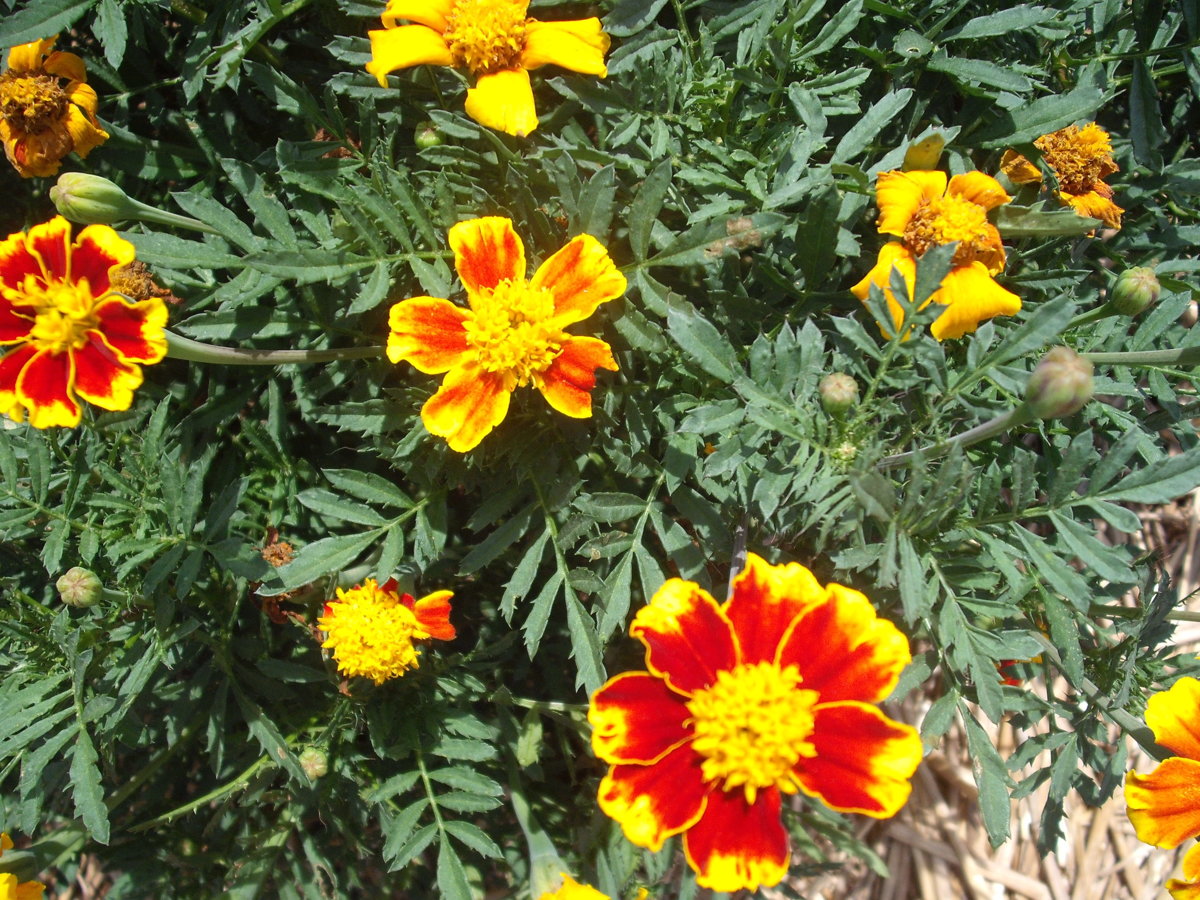 DSCF4155.JPG