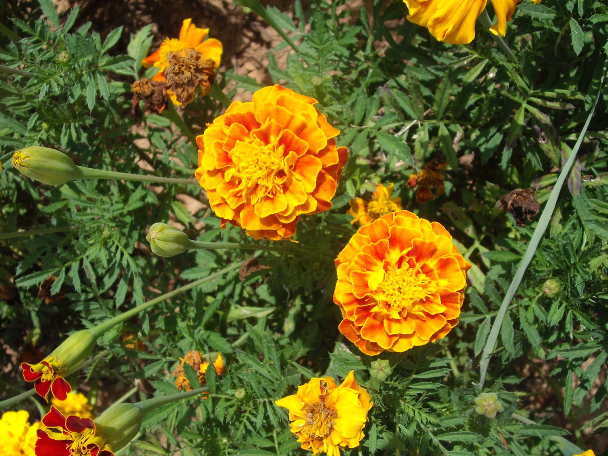 DSCF4158.JPG