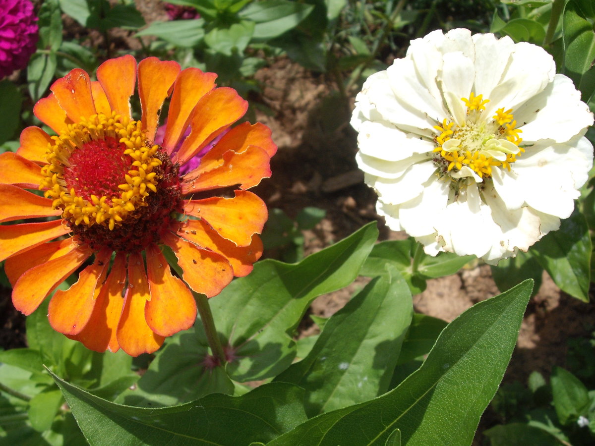 DSCF4166.JPG