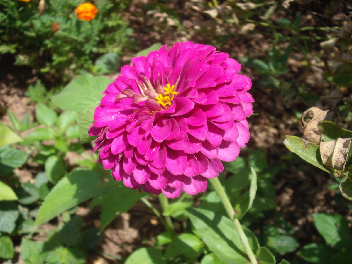 DSCF4168.JPG