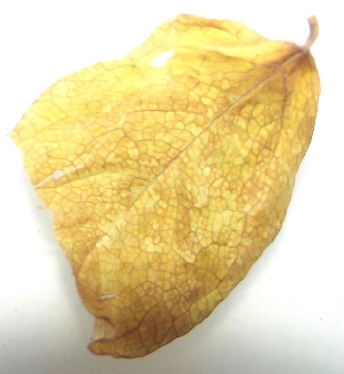 DSCF6076.jpg