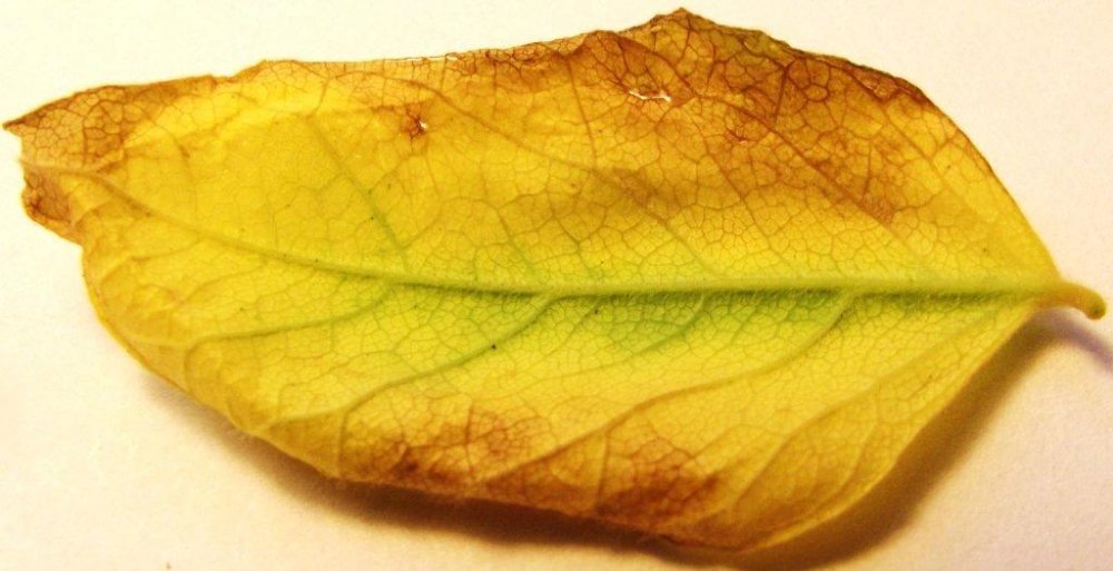 DSCF6085.jpg