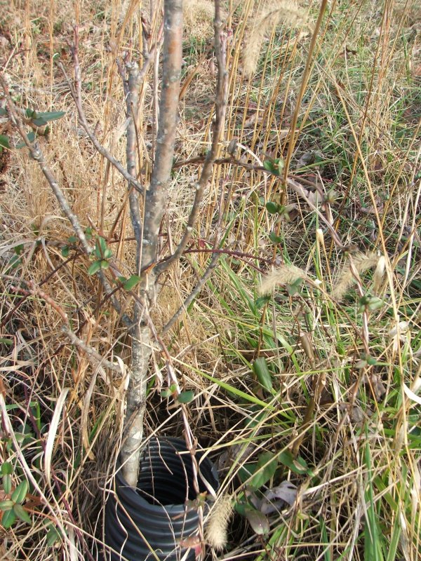 DSCF9676.JPG
