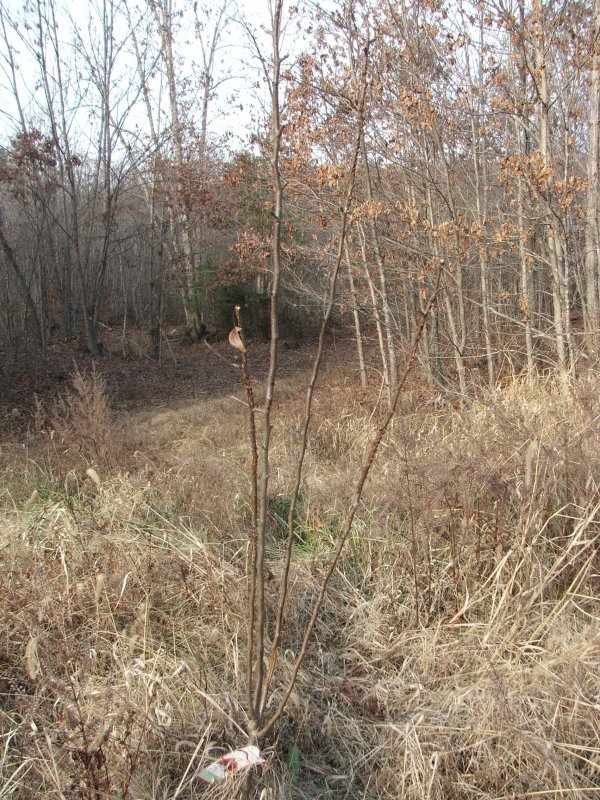 DSCF9678.JPG