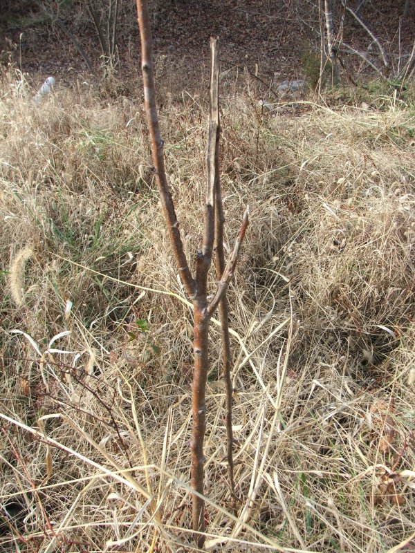 DSCF9680.JPG