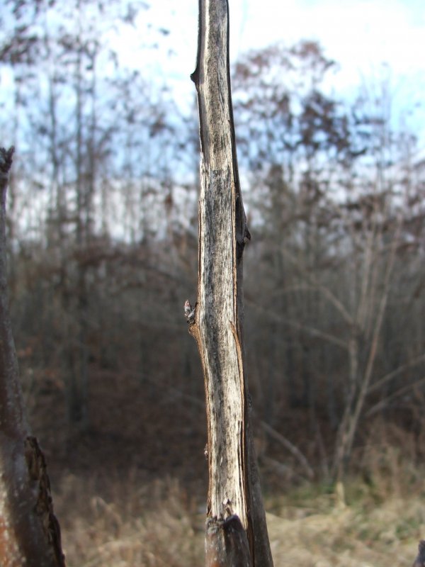 DSCF9681.JPG