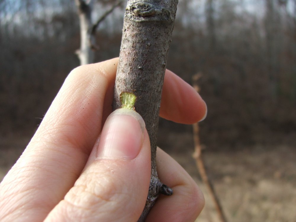 DSCF9688.JPG