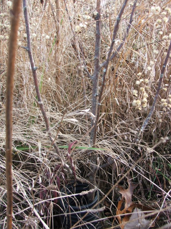 DSCF9689.JPG