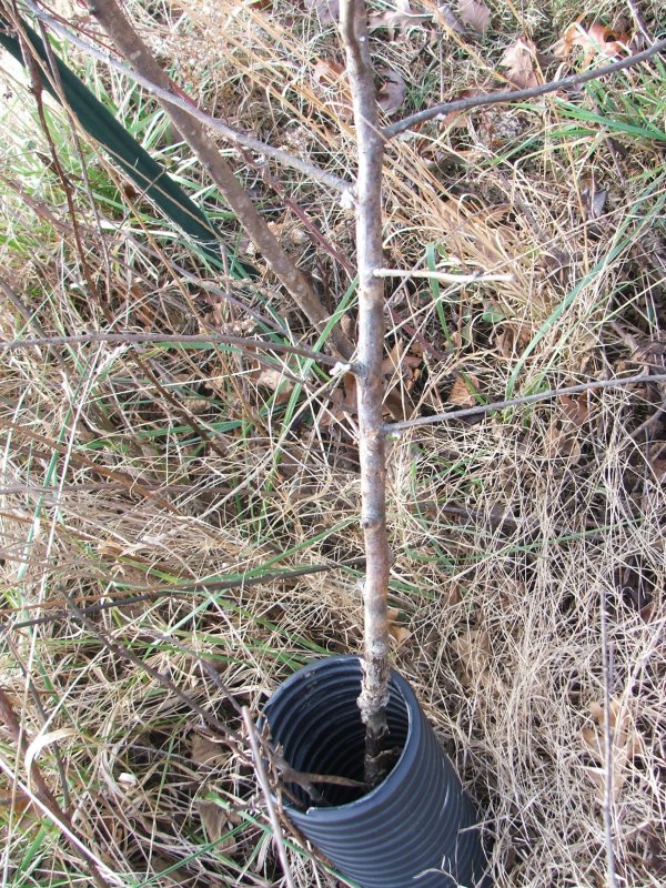 DSCF9690.JPG