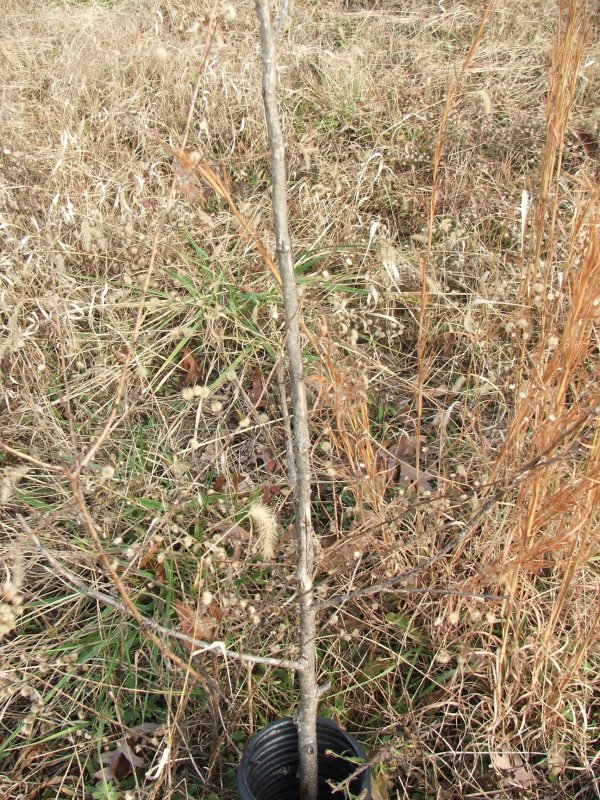 DSCF9691.JPG