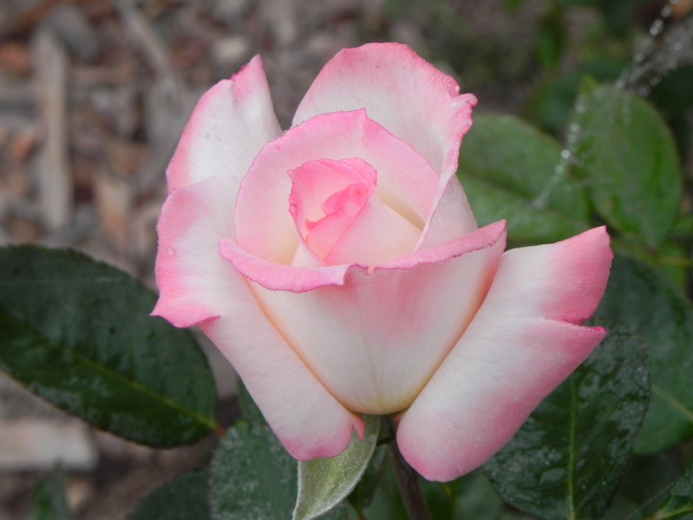 DSCN2004.JPG