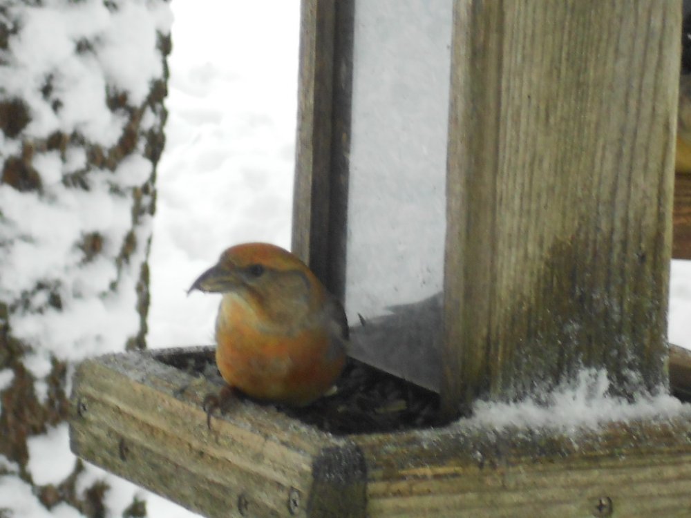 DSCN3423.JPG