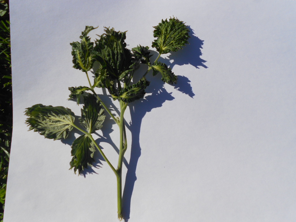 DSCN3985.JPG