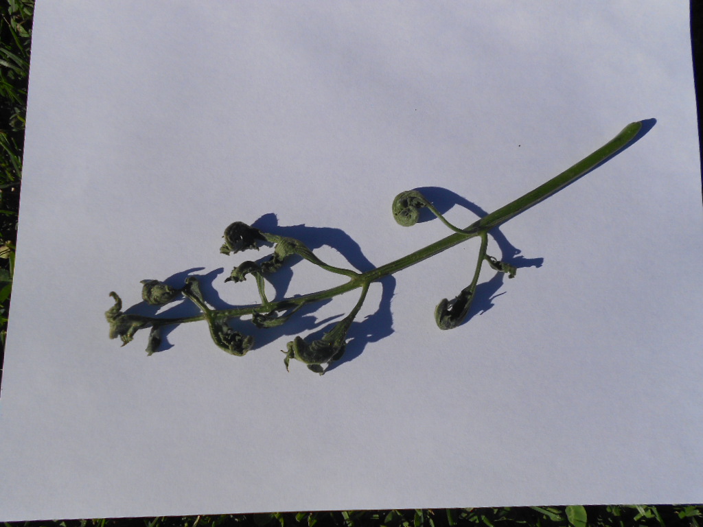 DSCN3986.JPG