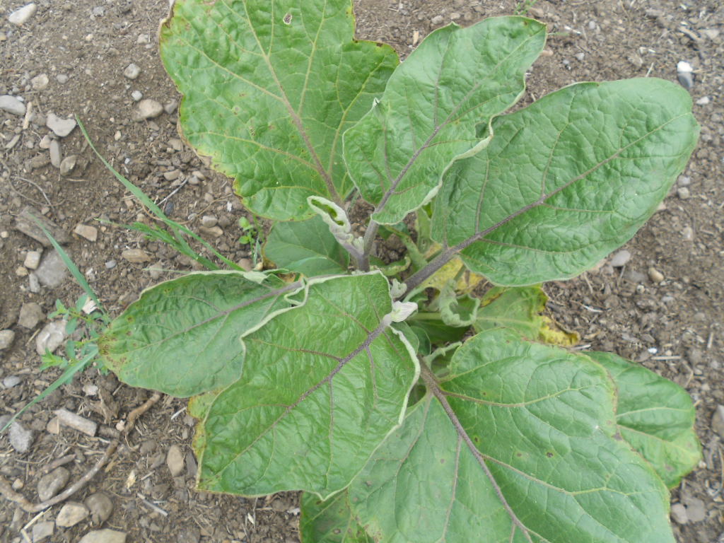 DSCN4002.JPG