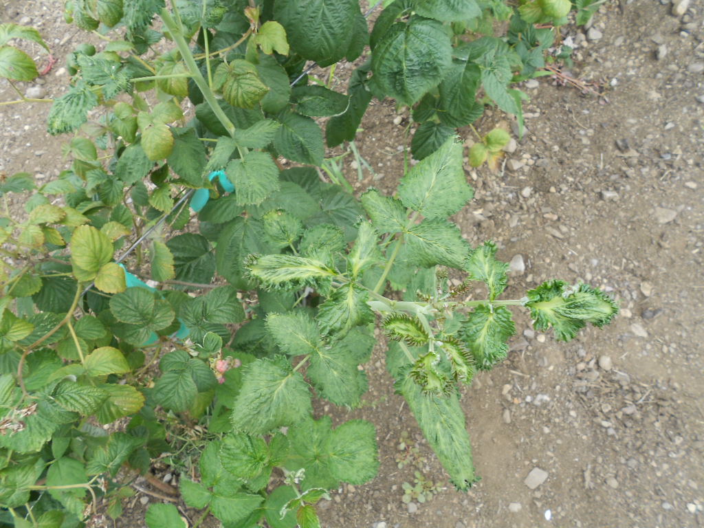 DSCN4008.JPG