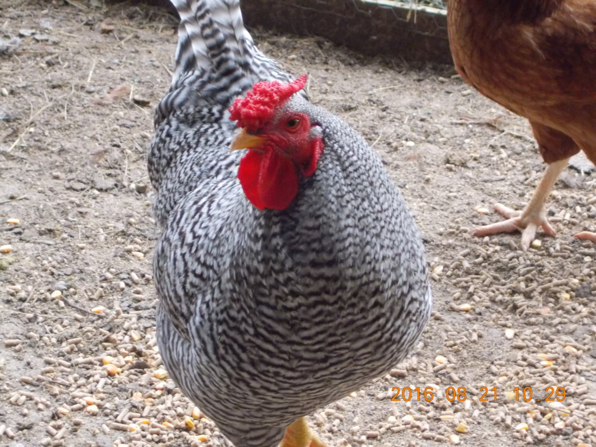 DSCN4183.JPG