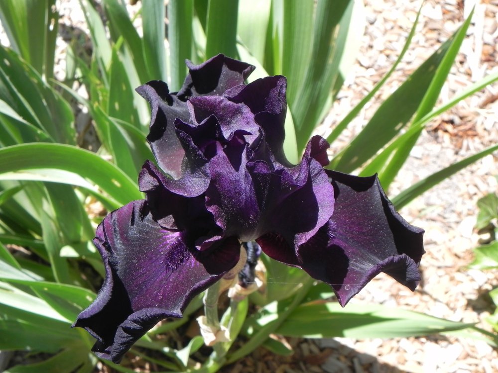DSCN4459.JPG
