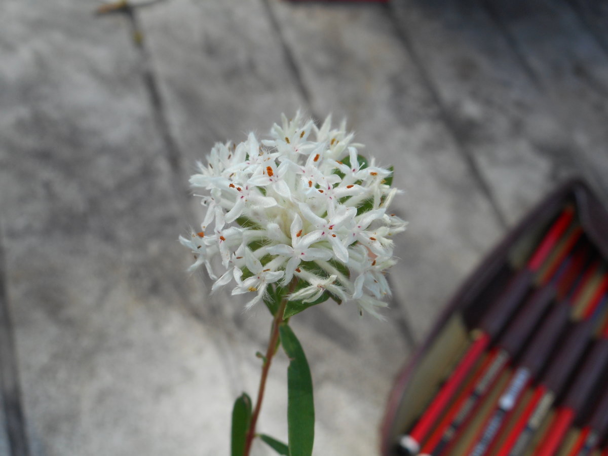 DSCN4914.JPG