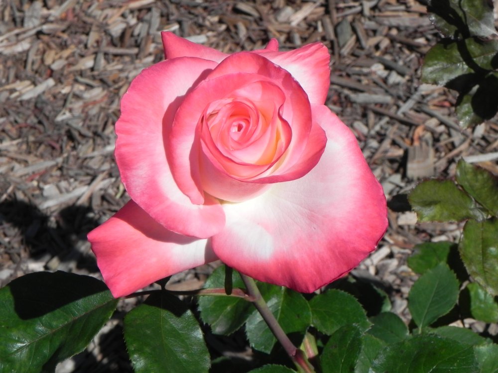 DSCN6337.JPG