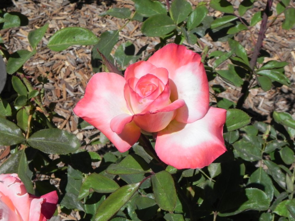 DSCN6432.JPG