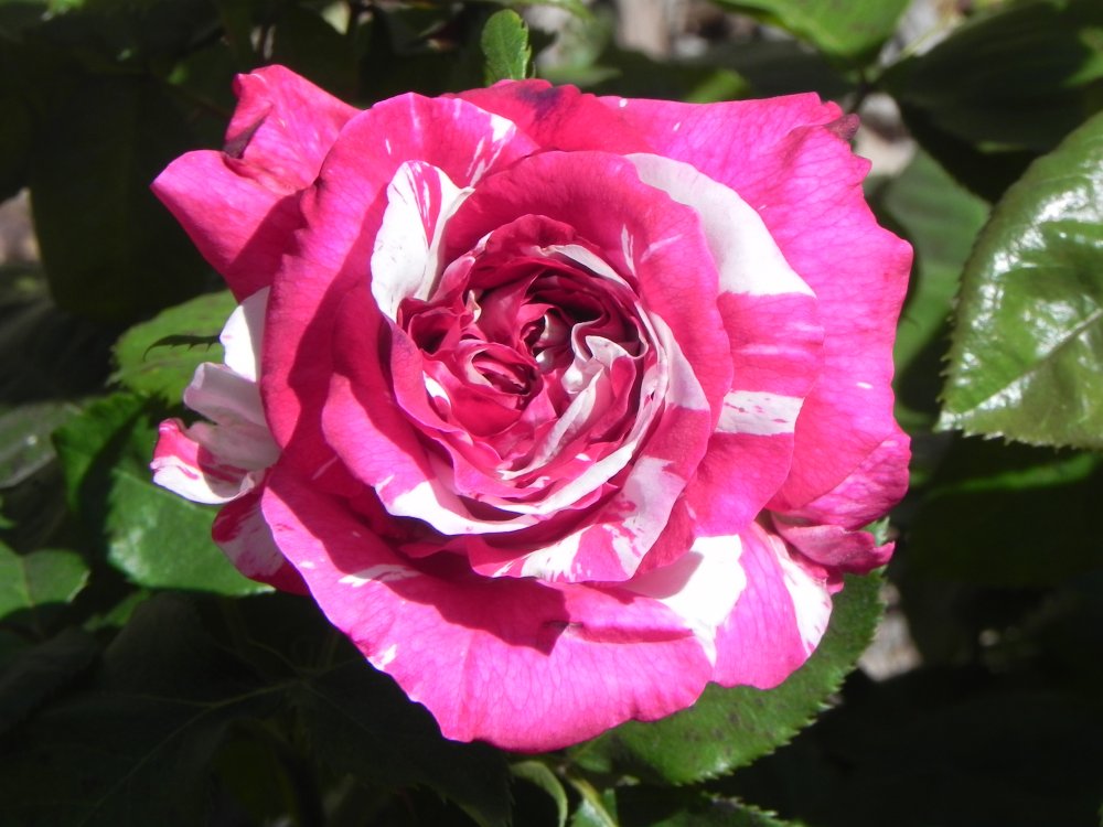 DSCN6831.JPG
