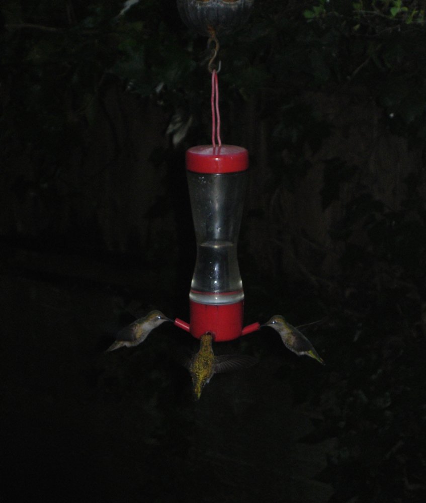 DSCN7208.JPG