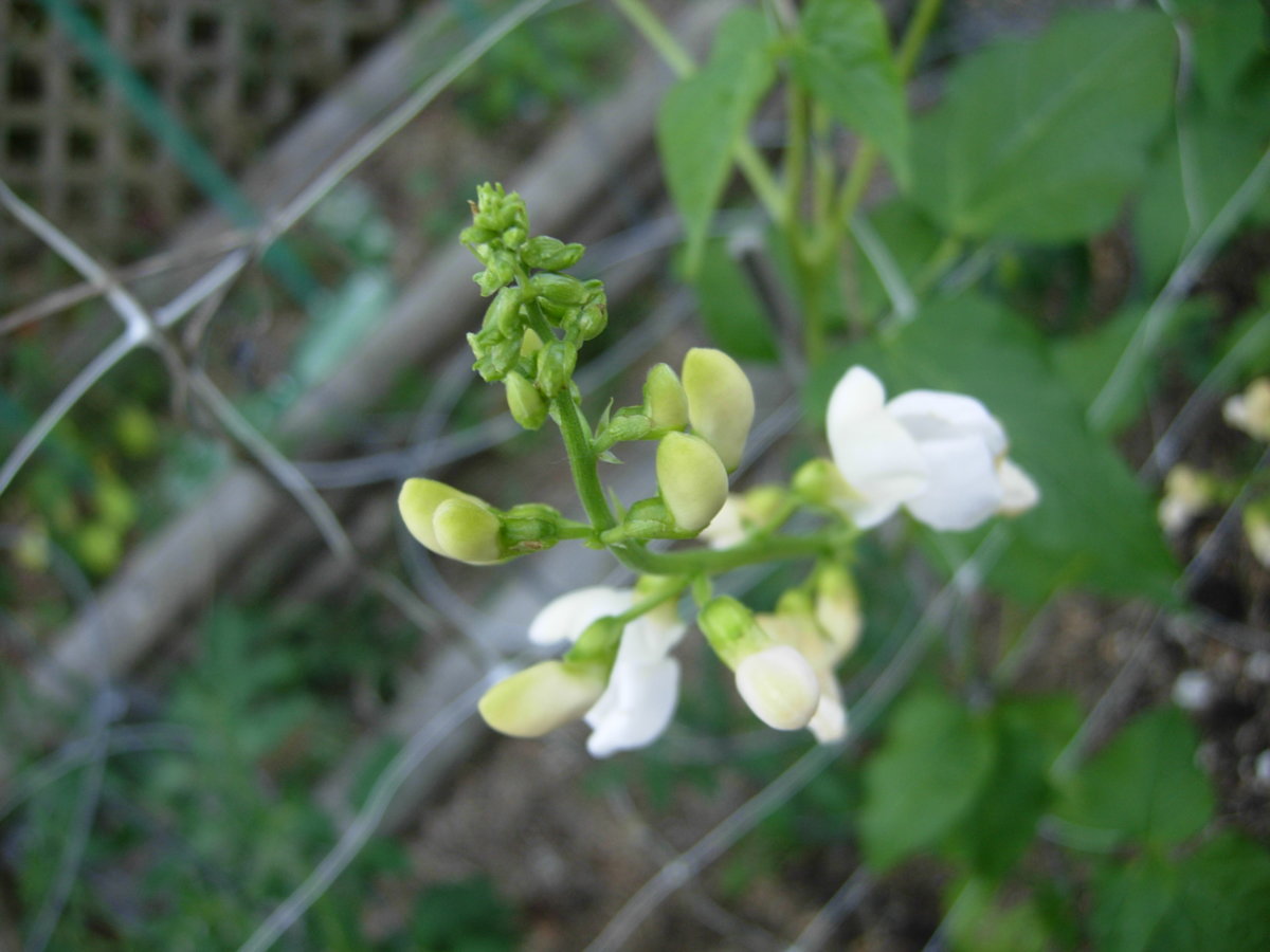 DSCN7331.JPG