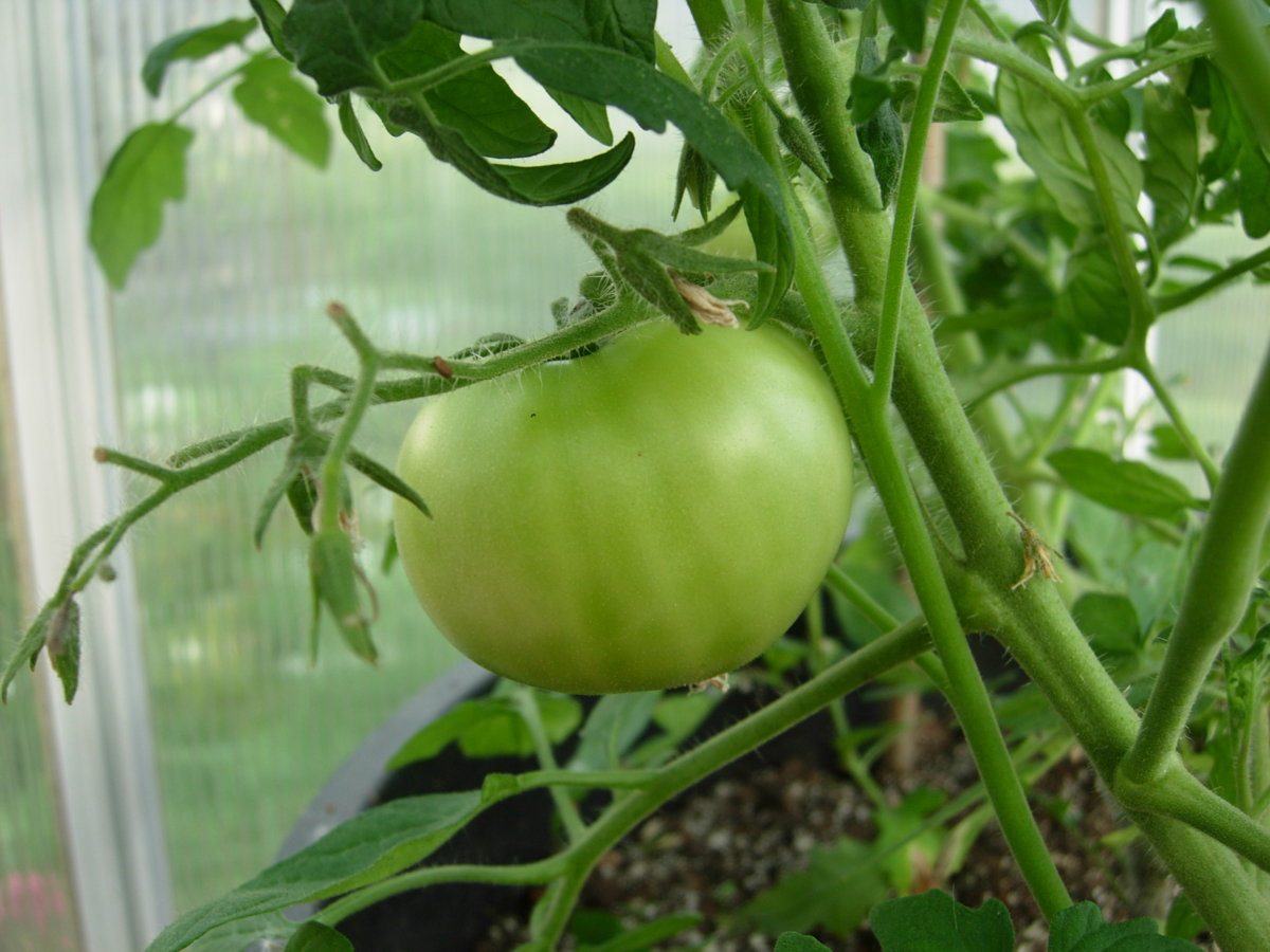 DSCN7342.JPG
