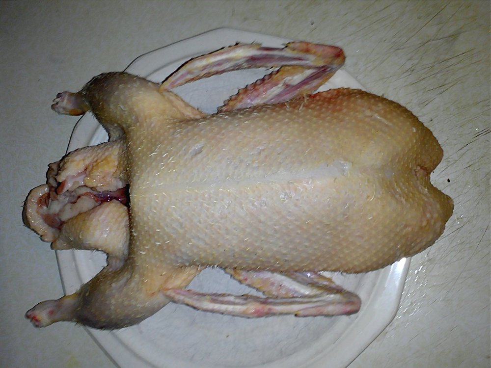 Duck first butchered 4-24.jpg