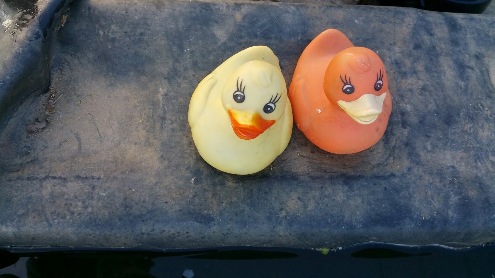duckies.jpg