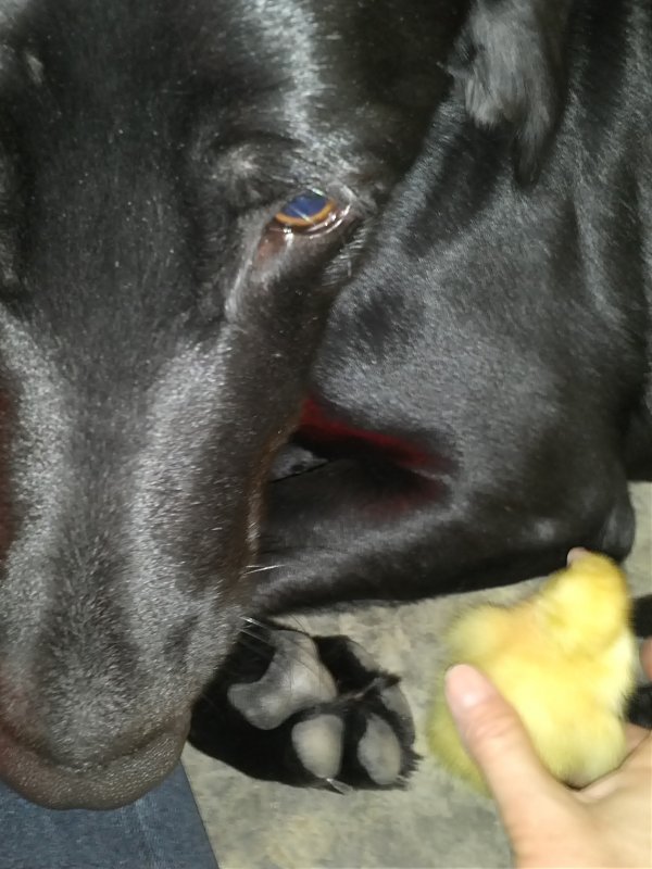 Duckling and Parker 1.jpg