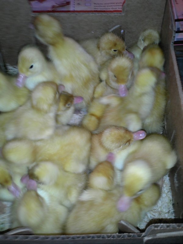 Ducklings in box 1.jpg