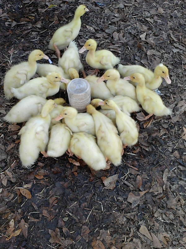 Ducks day one feed.jpg