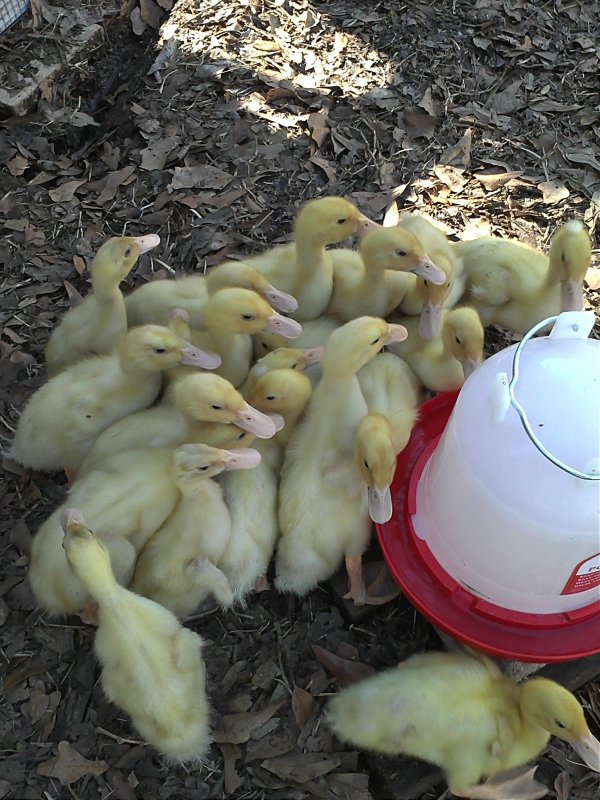 Ducks day one water.jpg