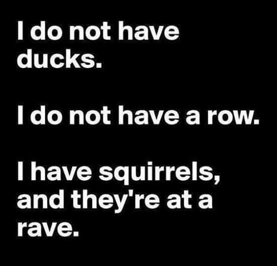 ducks in a row, NOT.jpg