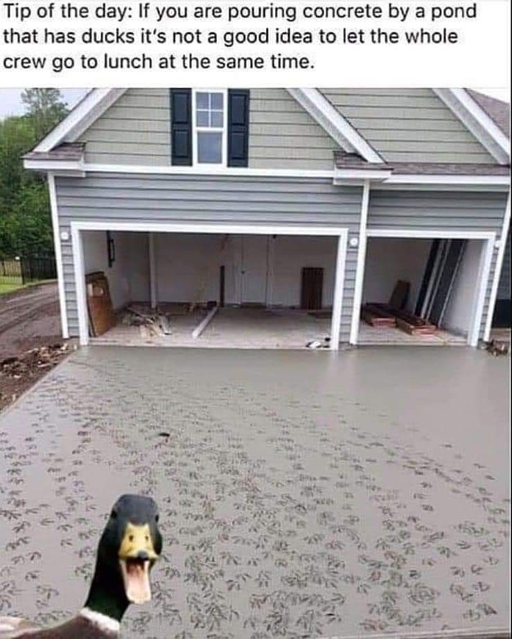ducks in cement.jpg