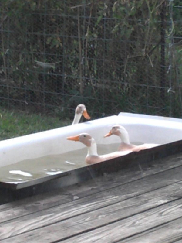 Ducks in tub.jpg