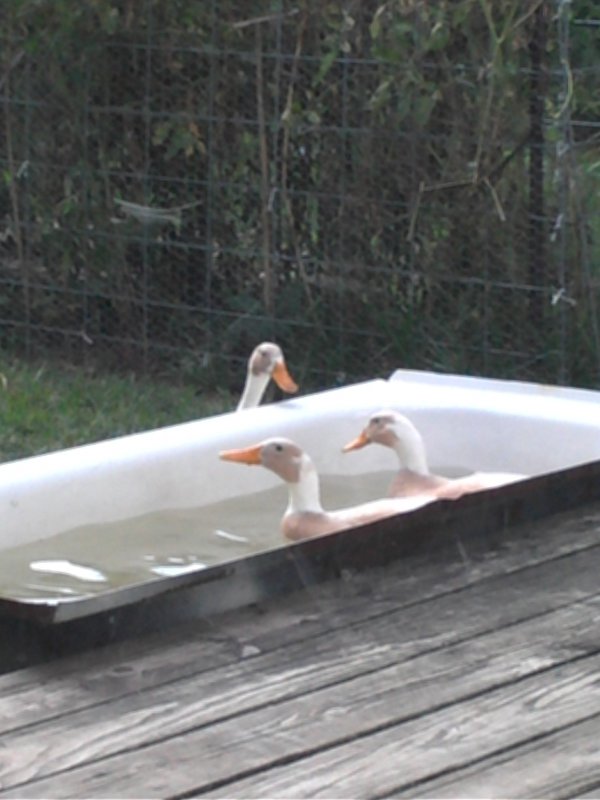 Ducks in tub.jpg