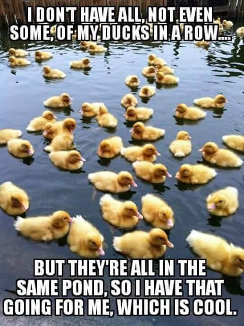 ducks.jpg