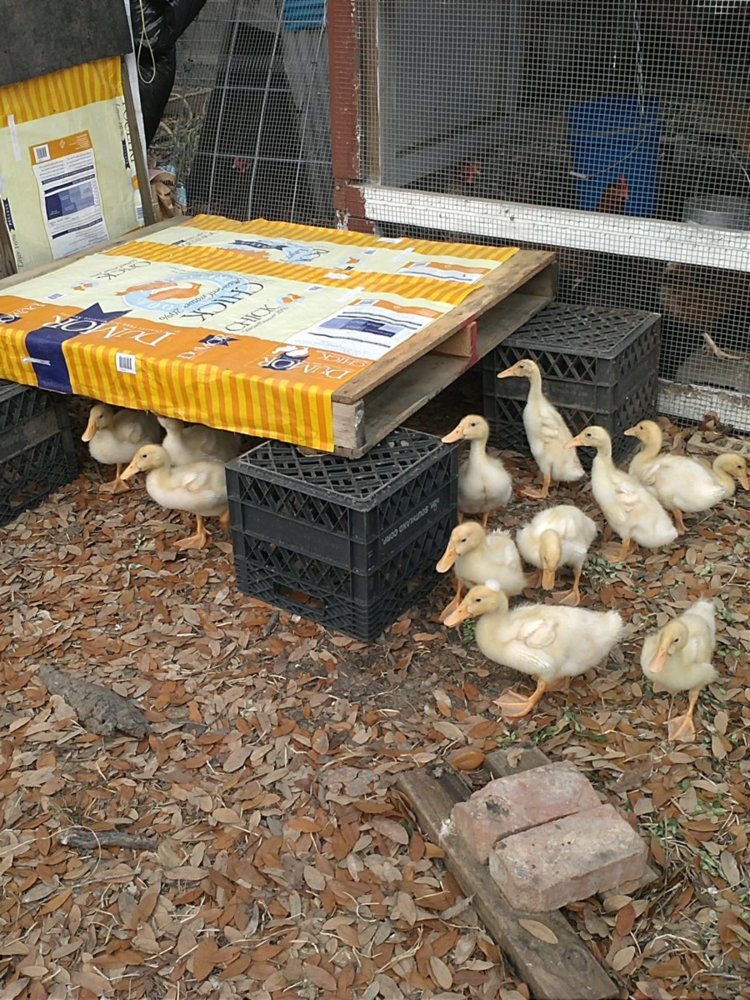 ducks.jpg