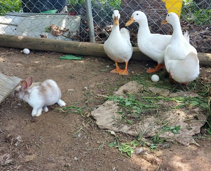 ducks.jpg