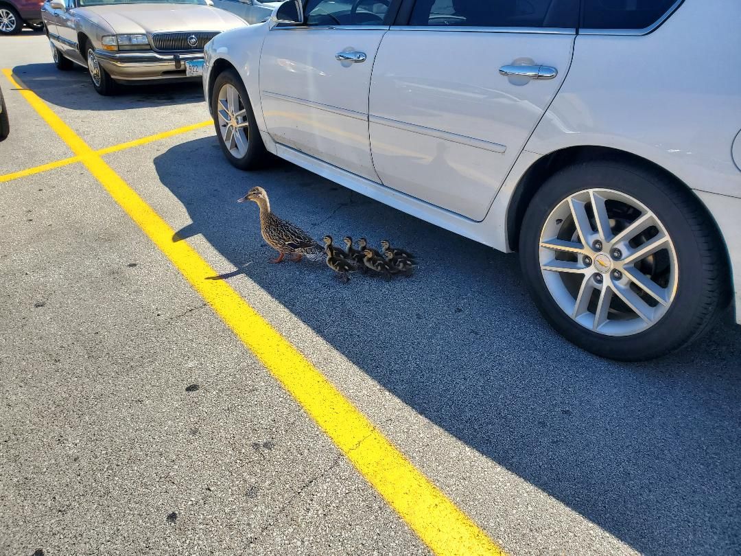 Ducks on parade at WM, June, 2020.jpg