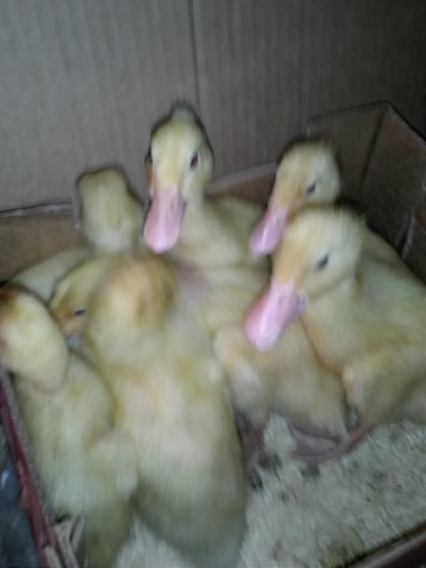 Ducks one week.jpg