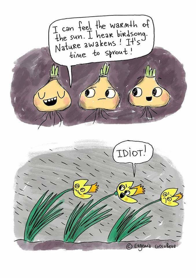 dumb daffodils.jpg