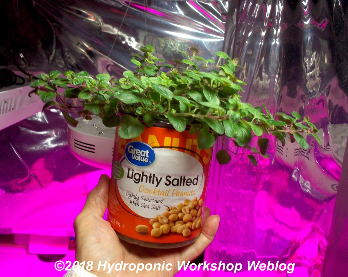 dwarf oregano.jpg