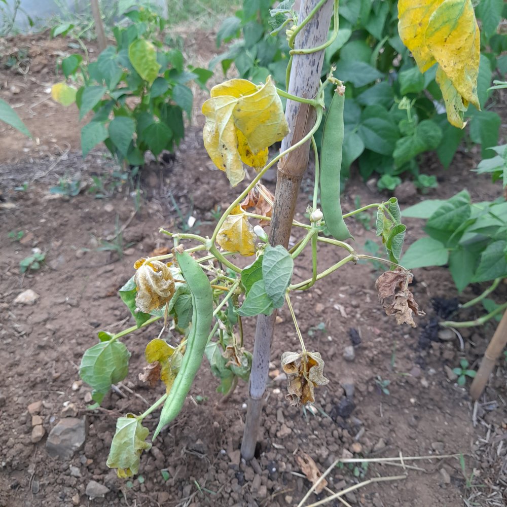 dying bean plant sallee-dunahoo.jpg