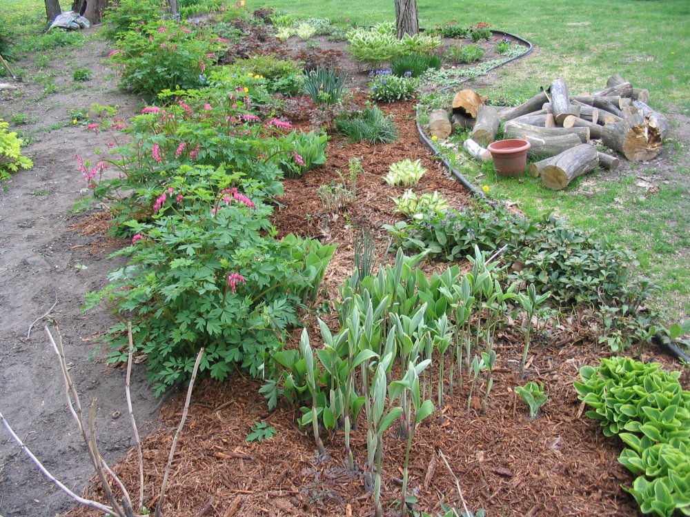 Early spring shade bed.JPG